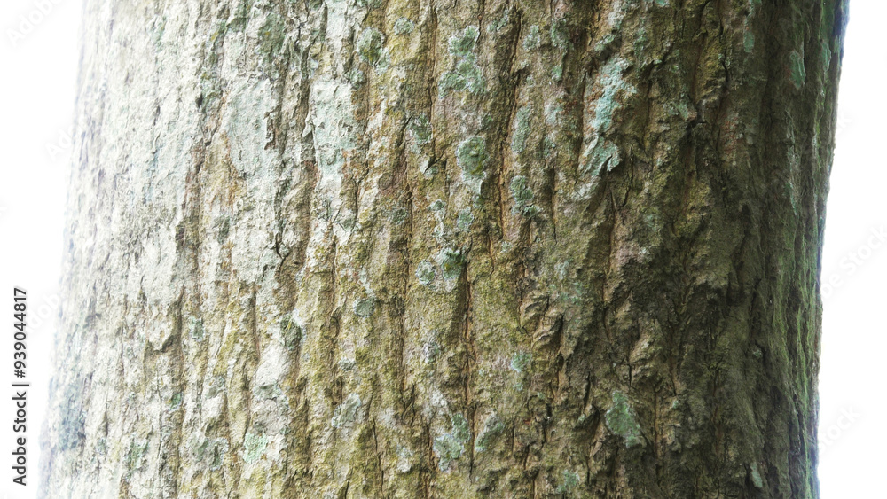 Obraz premium Closeup of the rough trunk of a tree