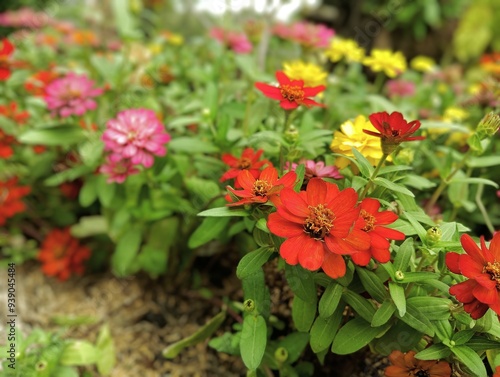 red flowers in garden