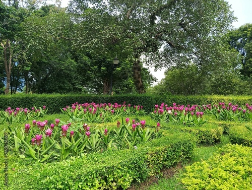 Purple flowers and green plants in garden