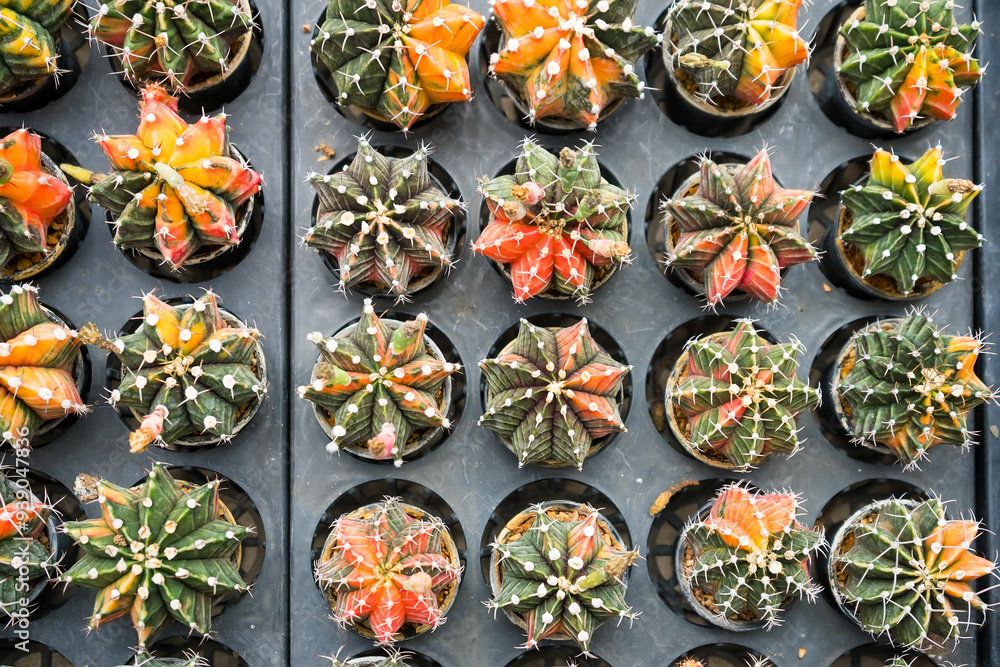 Fototapeta premium Prickly Palette: A Vibrant Display of Cactus Varieties