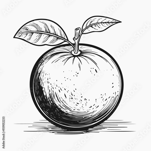 Orange Fruit Food Organic Fresh Juicy Vitamin Healthy Sketch Style
