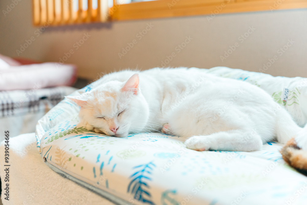 眠っている白い猫 眠っている白い猫