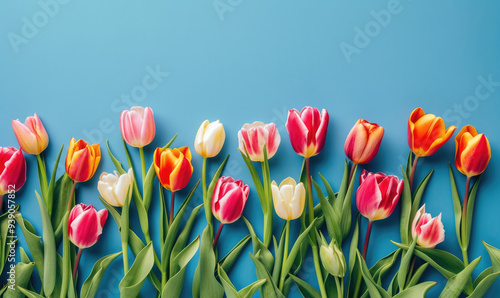 Colorful blooming tulips border banner on blue background