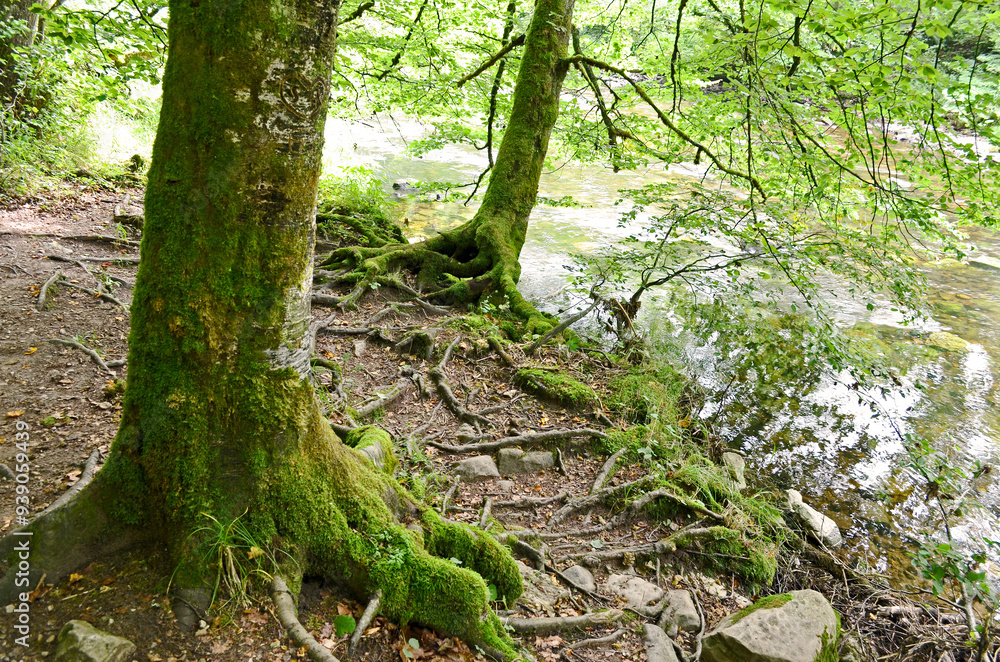 Wandern im Schwarzwald Wandern im Schwarzwald
