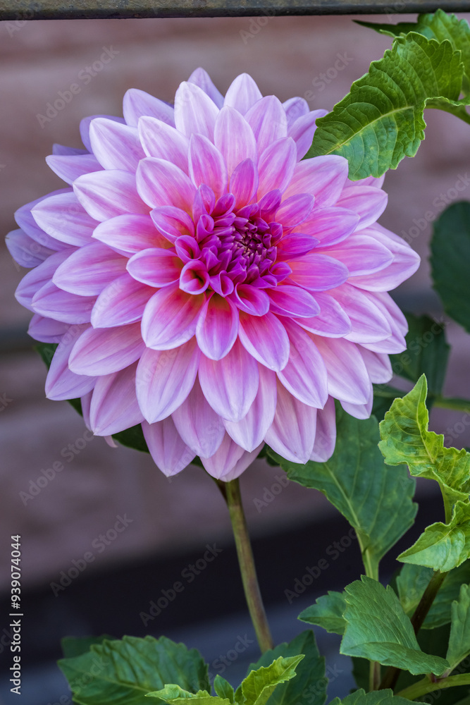 Fototapeta premium pink dahlia flower