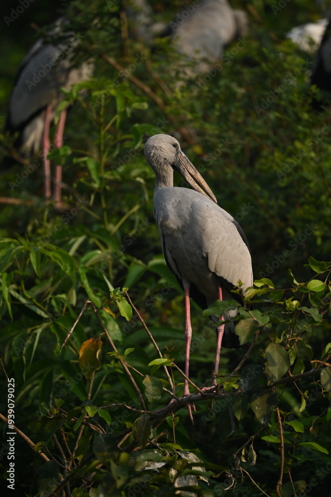 Fototapeta premium Asian Openbill