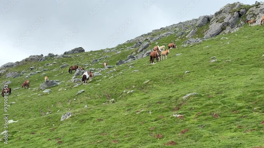 Horses in the Pyrenees Mountains Horses in the Pyrenees Mountains