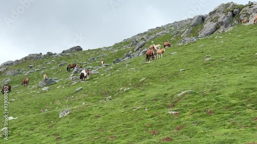Horses in the Pyrenees Mountains