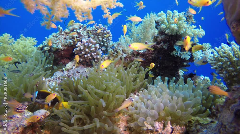 Tropical Colourful Fish. Underwater clownfish (Amphiprion bicinctus) and sea anemones. Red Sea anemones. Tropical colourful underwater clown fish. Coral garden seascape. Tropical Colourful Fish. Underwater clownfish (Amphiprion bicinctus) and sea anemones. Red Sea anemones. Tropical colourful underwater clown fish. Coral garden seascape.