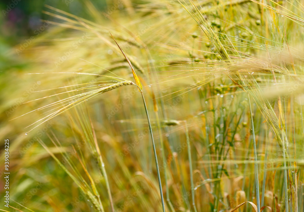 Fototapeta premium Common rye , or cultivated rye ( Latin- Secale cereále ) is an annual or biennial herbaceous plant, a species of the genus rye ( Secale ) of the cereal family, or bluegrass ( Poaceae )
