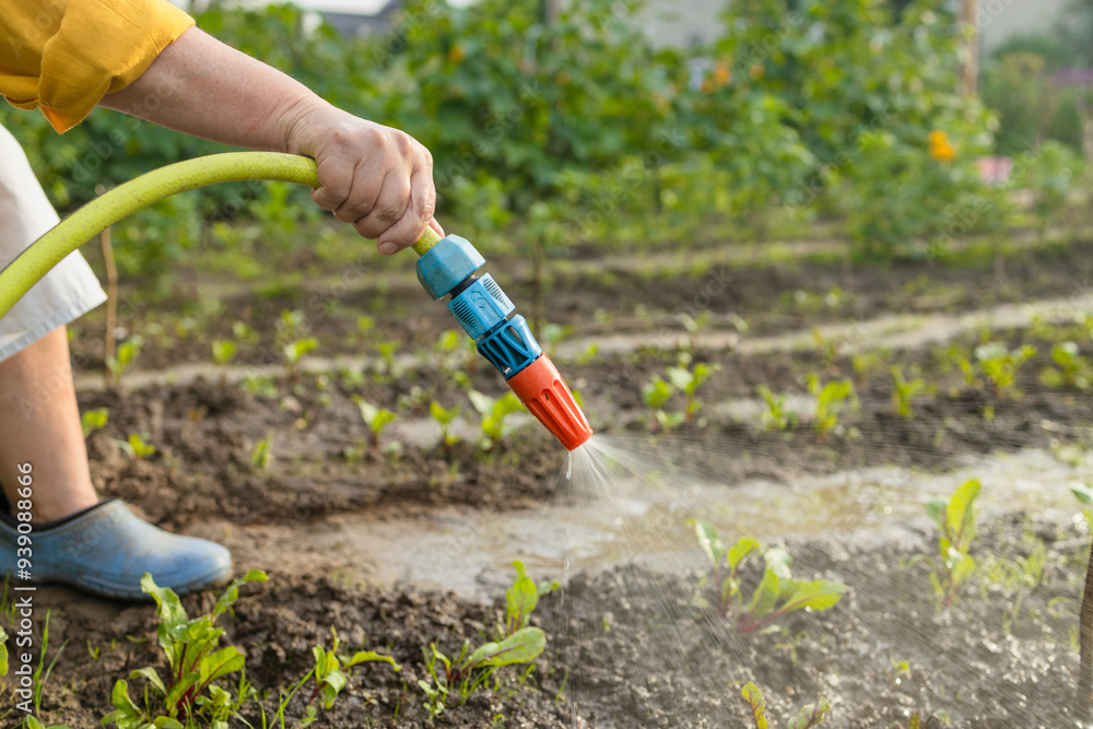 Fototapeta premium Senior woman watering fresh plants growing at home vegetable garden. Gardener taking care of plants at the backyard of her house. Concept of sustainability and growing organic. High quality photo