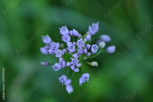 wild onion flowers, close up photo of meadow flowers, purple flowers close up, abstract background for mother's day, for card for inserting text 