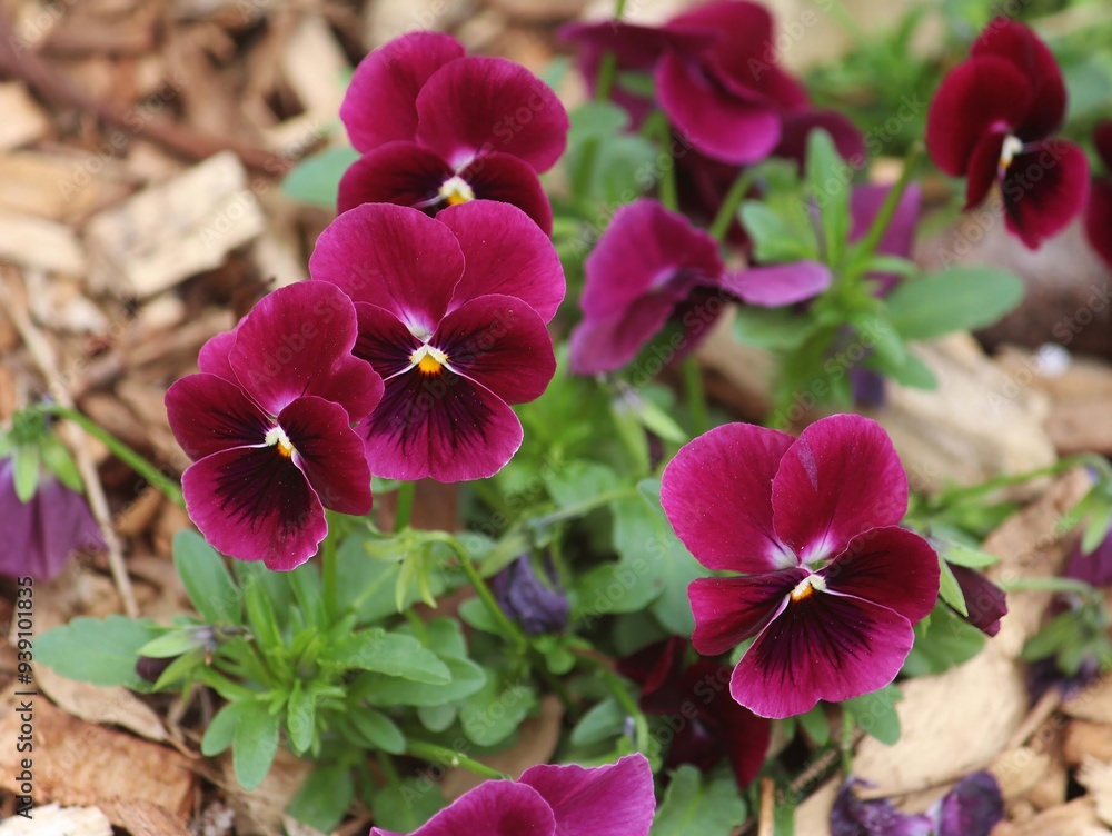 Maroon flowers of a Garden Pansy plant Maroon flowers of a Garden Pansy plant