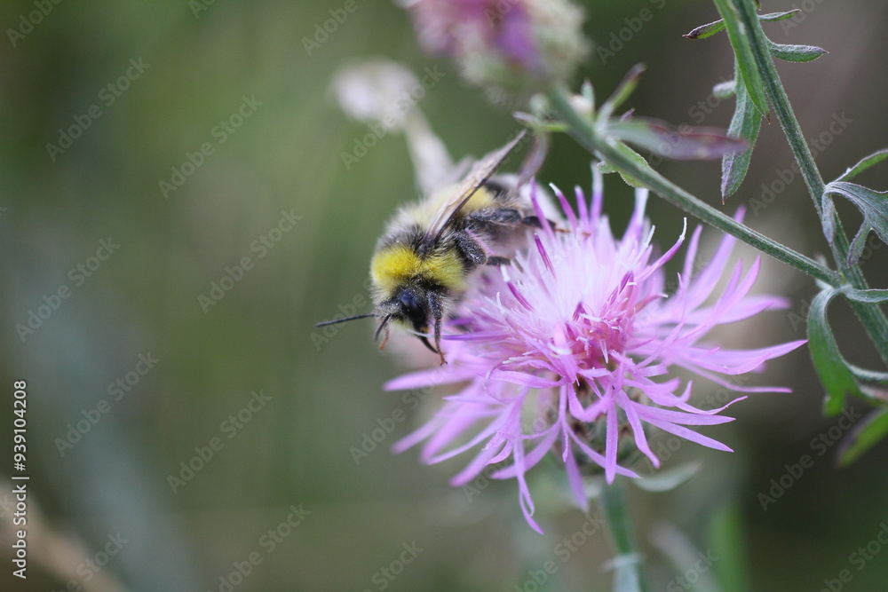 hummel hummel