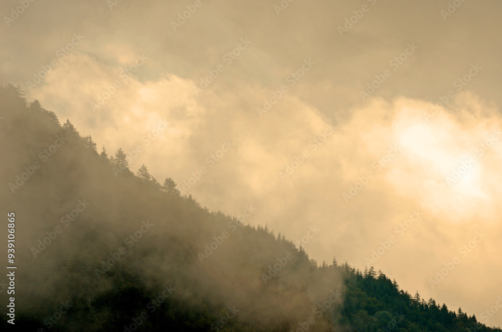 nebliger Schwarzwald nebliger Schwarzwald