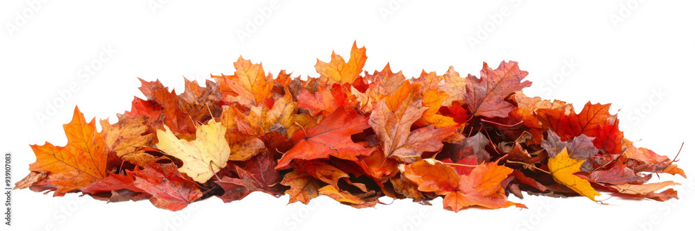 Pile of autumn colored leaves, On transparent background Pile of autumn colored leaves, On transparent background