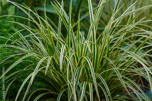 Garden decorated plant names Carex Morrowii , also known as Japanese Variegated Sedge Grass and Carex Ice Dance, is an evergreen sedge with sharp, long, green leaves with white edges photo