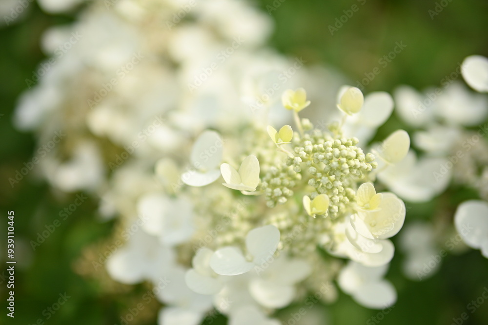 white hydrangea flowers as a background, close-up texture of pastel hydrangea flowers, white hydrangea flowers as a background, close-up texture of pastel hydrangea flowers,