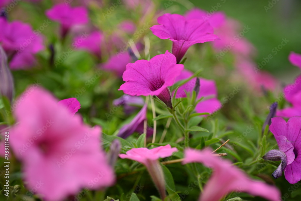 Obraz premium pink petunia flowers close-up, soft pink background from flowers 