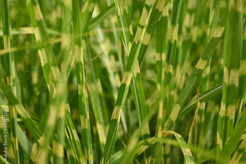 flower spikelets, close up of green grass leaves, close up of cereal flowering macro of grass leaves as background, concept of sustainable development flower spikelets, close up of green grass leaves, close up of cereal flowering macro of grass leaves as background, concept of sustainable development