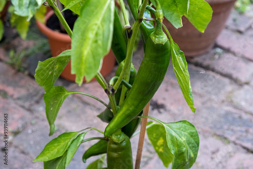 Growing hot peppers. Garden in pots in the yard