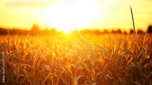 Serene Cornfield at Sunset: Golden Rays of Light Filtering Through Stalks with a Warm Orange Sky