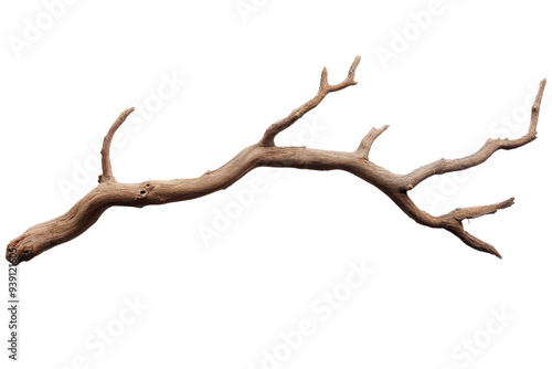 PNG Dry branch of a tree 