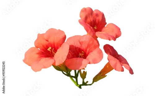 Trumpet creeper: a species of Trumpet vine, its botanical name is Campsis radicans (isolated on white background). photo