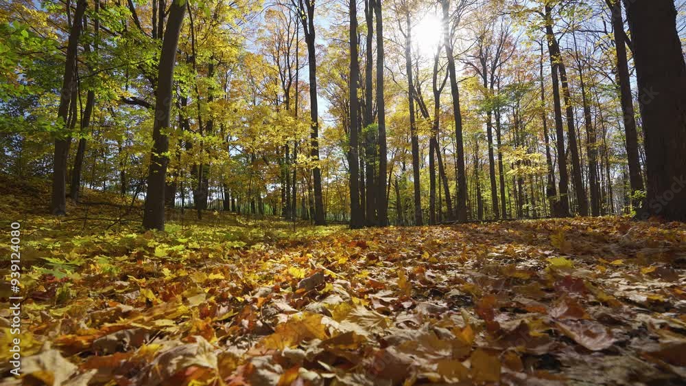 Golden maple forest and fallen leaves in autumn with sunlight. Mont-Saint-Bruno National Park, Saint-Bruno-de-Montarville, Quebec, Canada. Fall foliage color. Golden maple forest and fallen leaves in autumn with sunlight. Mont-Saint-Bruno National Park, Saint-Bruno-de-Montarville, Quebec, Canada. Fall foliage color.