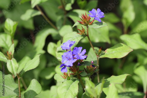 Wallpaper Mural zwerg bleiwurz Torontodigital.ca