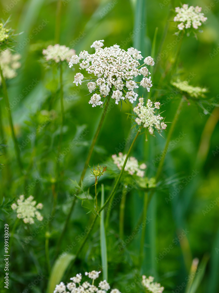 Daucus carota, whose common names include wild carrot, European wild carrot, bird's nest, bishop's lace, and Queen Anne's lace (North America), is a flowering plant in the family Apiaceae Daucus carota, whose common names include wild carrot, European wild carrot, bird's nest, bishop's lace, and Queen Anne's lace (North America), is a flowering plant in the family Apiaceae