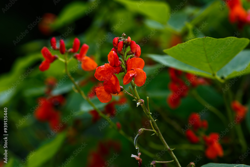 Obraz premium The Turkish bean ( Latin Phaseolus coccineus ) is a plant species of the genus Bean ( Phaseolus ) of the legume family ( Fabaceae )