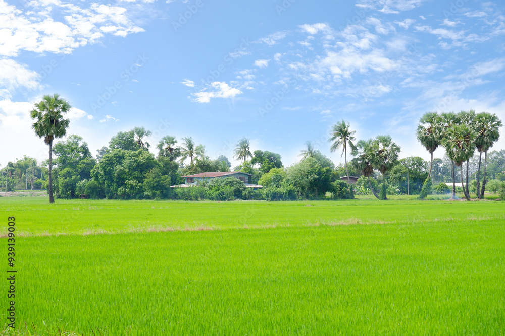 Naklejka premium View of green rice fields and sky.