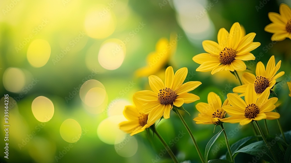 Obraz premium Summer garden flowers wallpaper Heliopsis helianthoides is a species of flowering plant in the family Asteraceae, Generative ai
