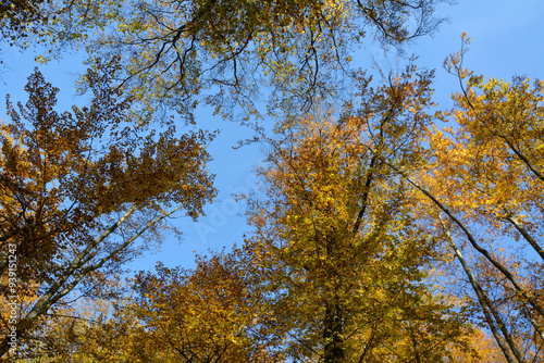 Bottom view of trees with yellow leaves in forest against blue sky. Bright colors of autumn. Natural landscape