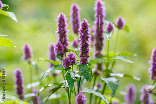 Agastache rugosa , or Tibetan hyssop , or Korean mint ( Latin- Agastache rugosa ) is a species of herbaceous plant from the genus Agastache of the Lamiaceae family photo