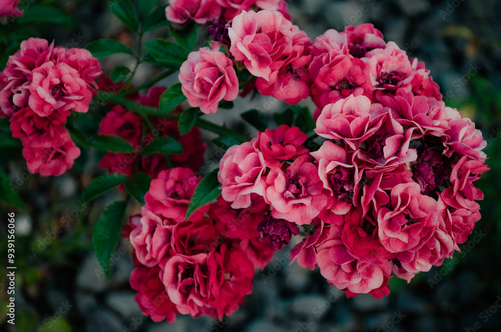 A red flower plant with a gray background A red flower plant with a gray background