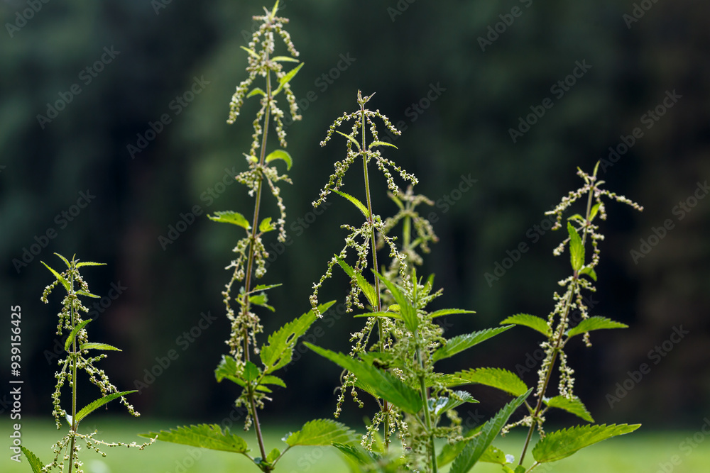 Stinging nettle ( Latin-Urtica dioica) is a perennial herbaceous plant , a species of the genus Nettle Stinging nettle ( Latin-Urtica dioica) is a perennial herbaceous plant , a species of the genus Nettle