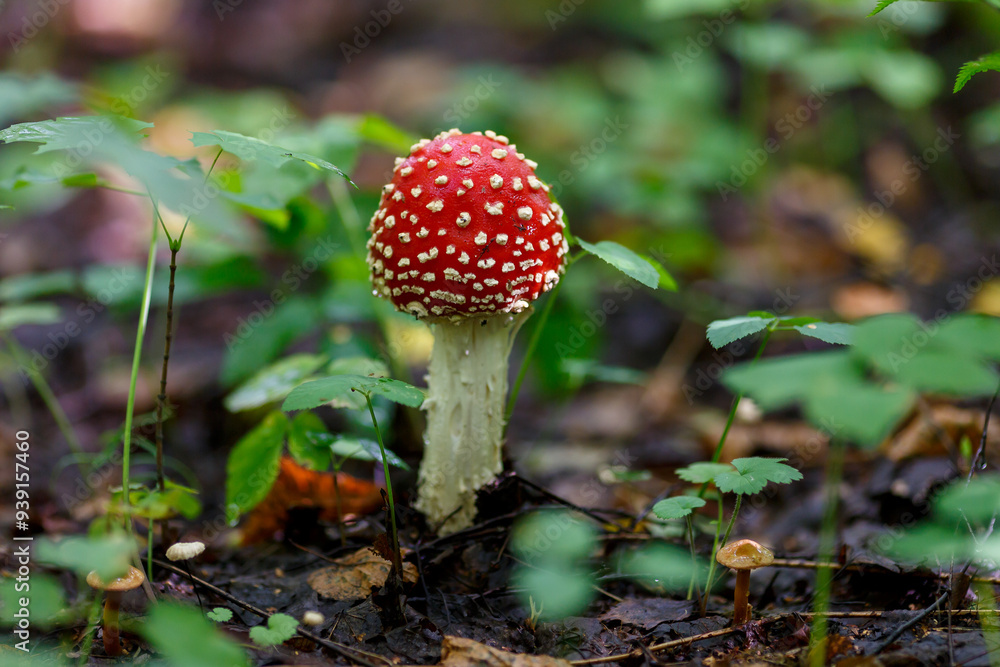 Amanita is a genus of mycorrhizal lamellar mushrooms of the family Amanitaceae Amanita is a genus of mycorrhizal lamellar mushrooms of the family Amanitaceae