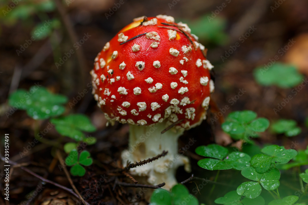 Amanita is a genus of mycorrhizal lamellar mushrooms of the family Amanitaceae Amanita is a genus of mycorrhizal lamellar mushrooms of the family Amanitaceae