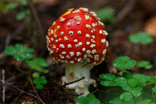 Amanita is a genus of mycorrhizal lamellar mushrooms of the family Amanitaceae photo