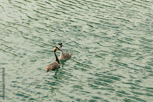 Oiseau