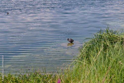 Oiseau