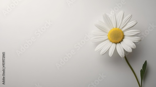 A close-up of a daisy flower on a simple background, emphasizing beauty and nature.