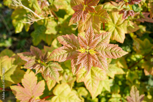 Overhead shot of Maple Tree Leaves red gold and green in sunshine