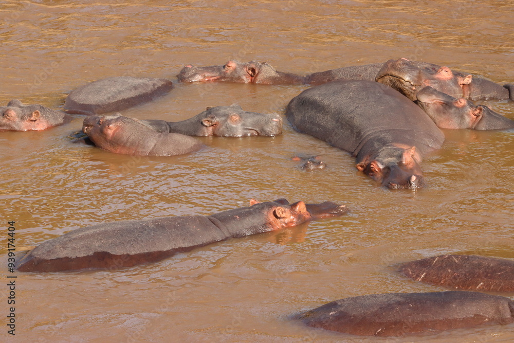 Fototapeta premium Bloat of Hippos