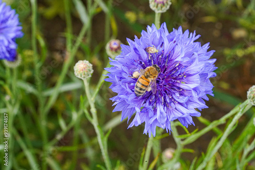Wallpaper Mural Bee in British Wildflower Meadow Macro Photo on Confetti Plant Collect Pollen Torontodigital.ca