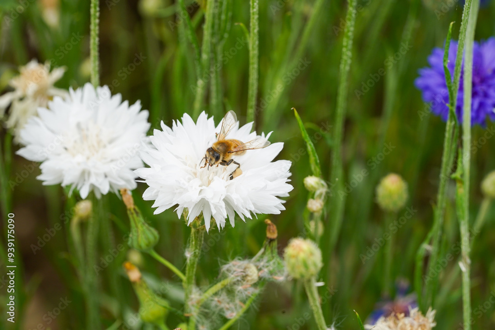 Bee in British Wildflower Meadow Macro Photo on Confetti Plant Collect Pollen Bee in British Wildflower Meadow Macro Photo on Confetti Plant Collect Pollen