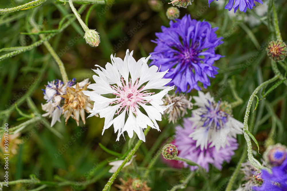 Wildflower Meadow with close up Macro of single flower confetti plant colourful Wildflower Meadow with close up Macro of single flower confetti plant colourful