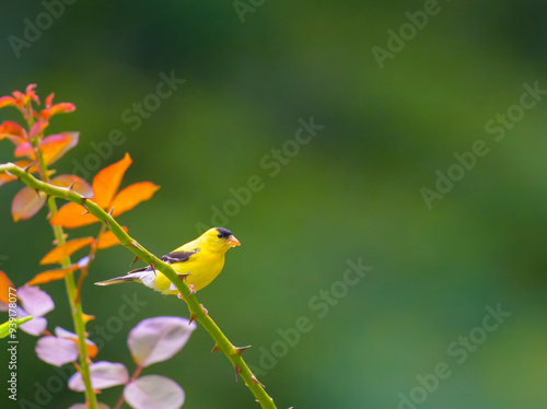 Male goldfinch perched on a rose bush branch
